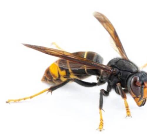 Frelon Asiatique