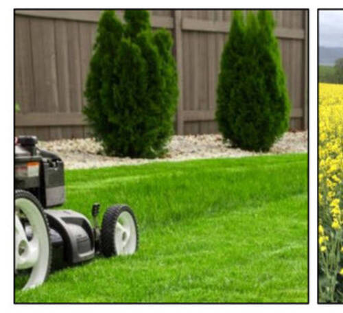 Guide pour remplacer les pesticides dans les jardins