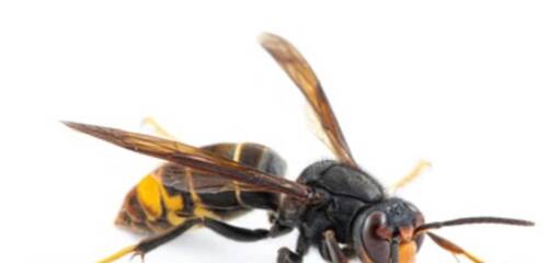 Frelon Asiatique